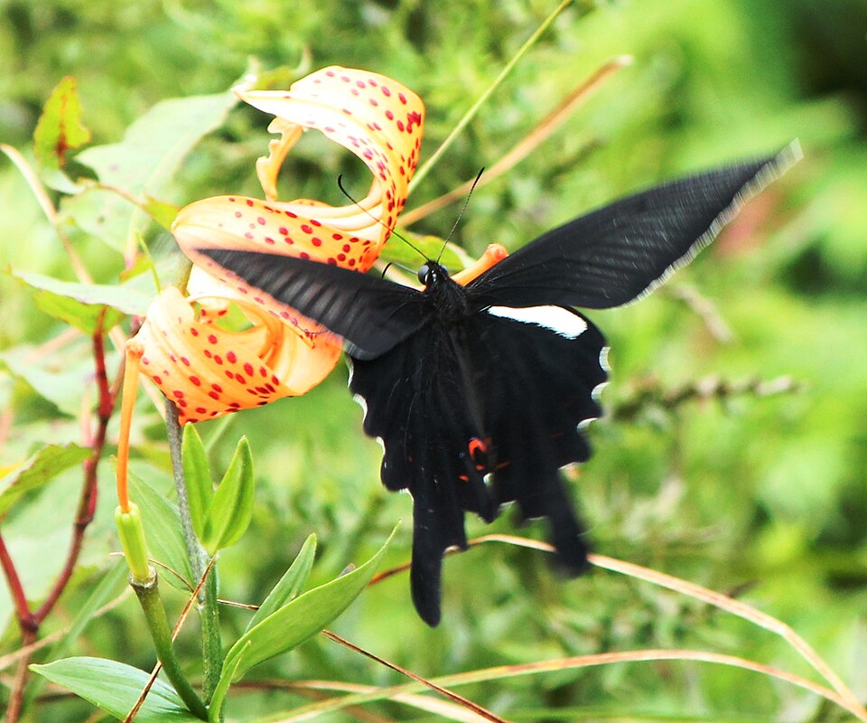 Photo of Long-tail spangle swallowtail
