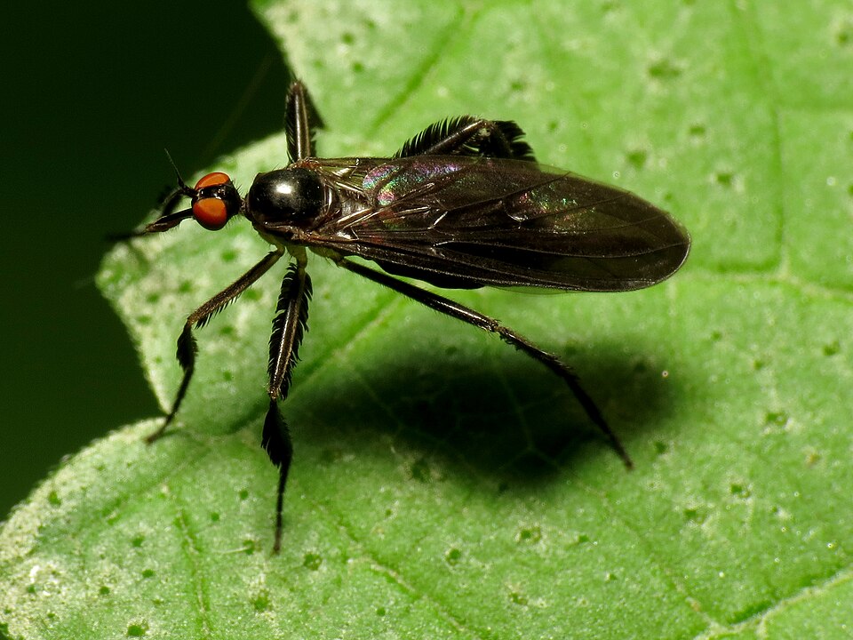 Photo of Long-tailed dance fly