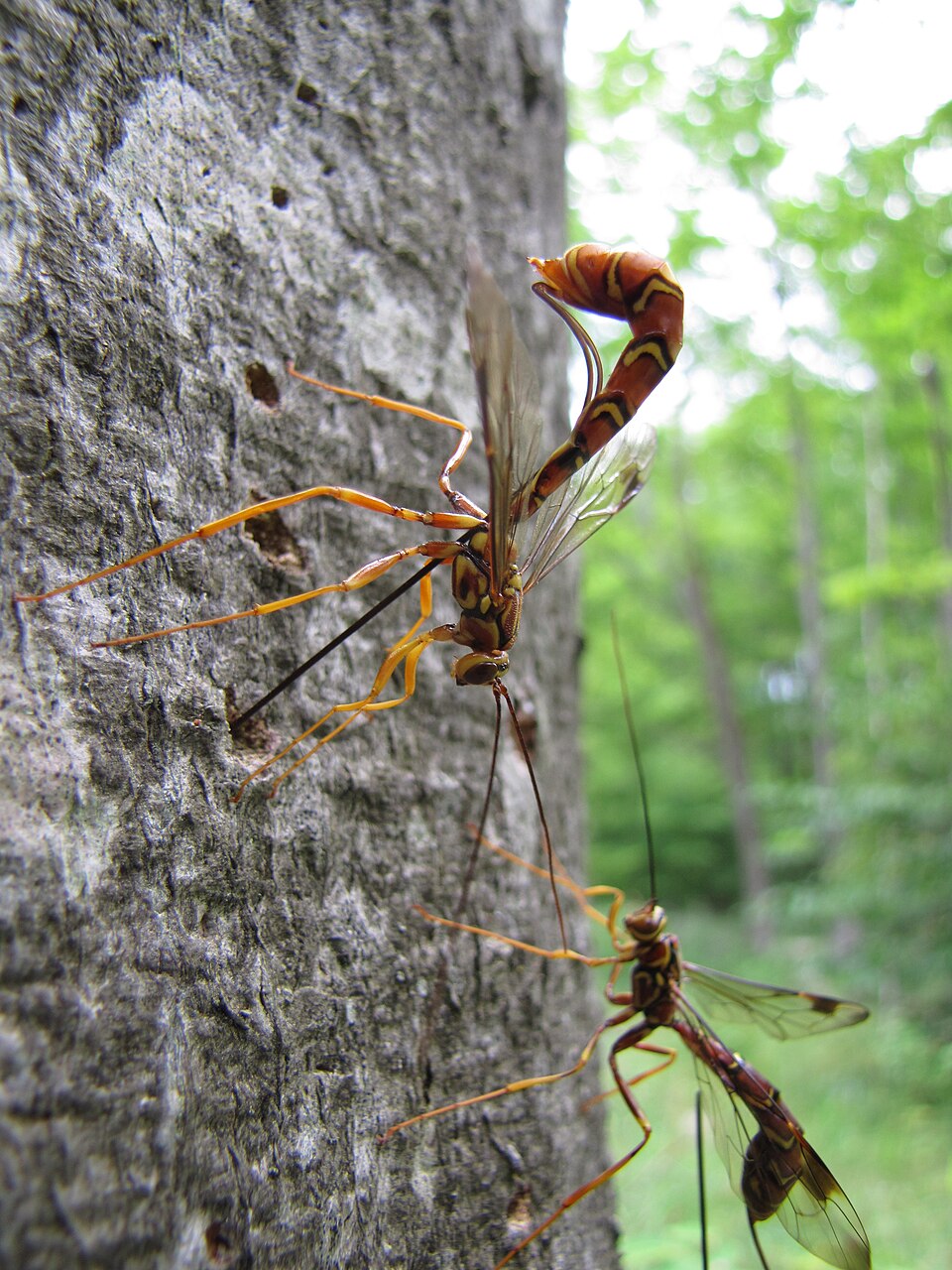 Photo of Long-tailed giant ichneumon wasp