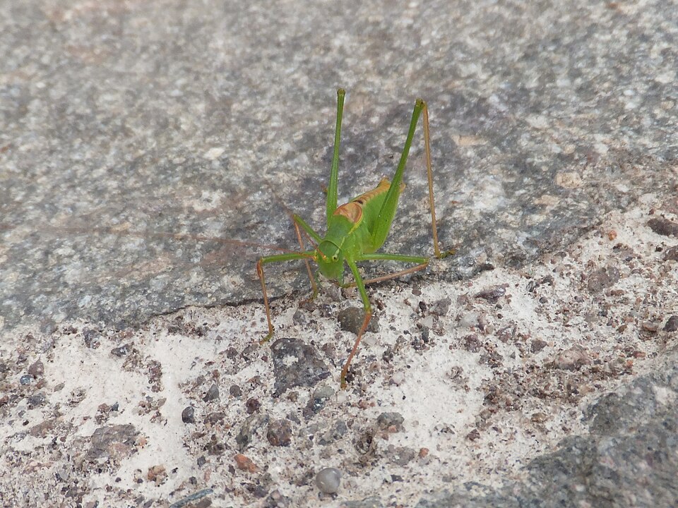 Photo of Long-tailed speckled bush-cricket