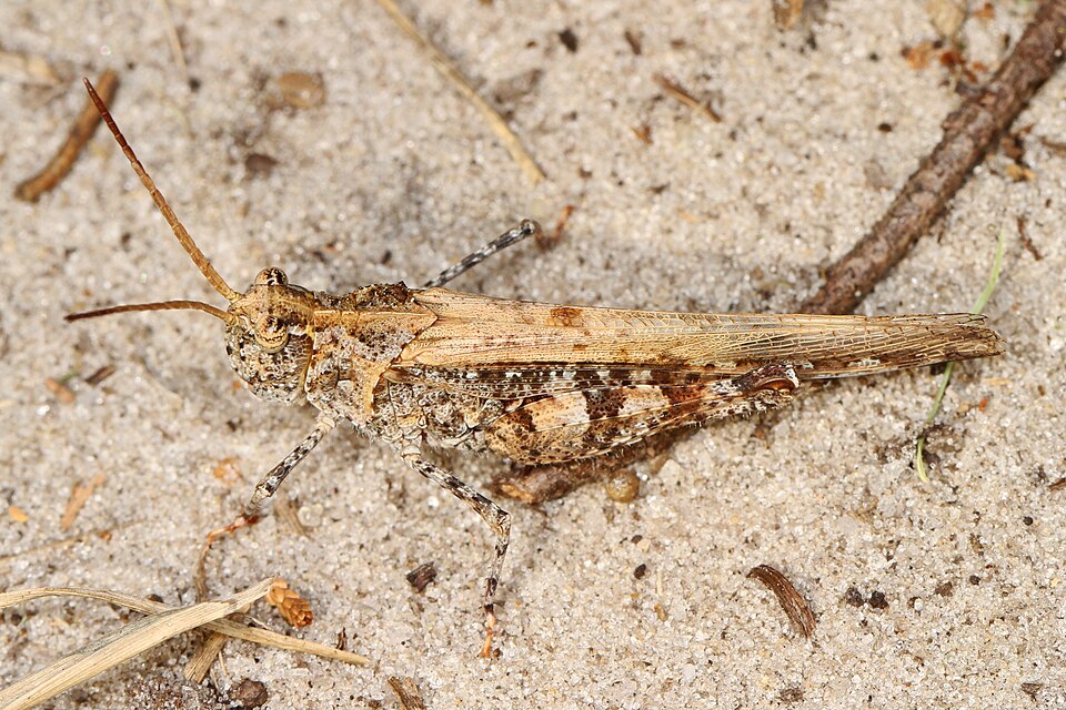 Photo of Longhorn band-wing grasshopper