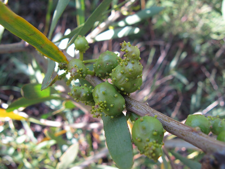 Photo of Longleaf wattle gall wasp