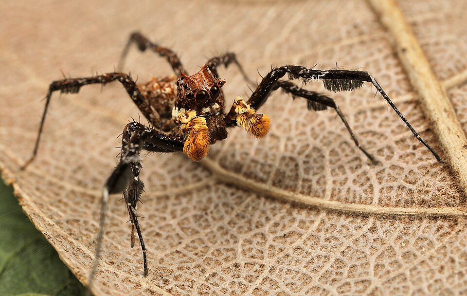 Photo of Longleg dandy