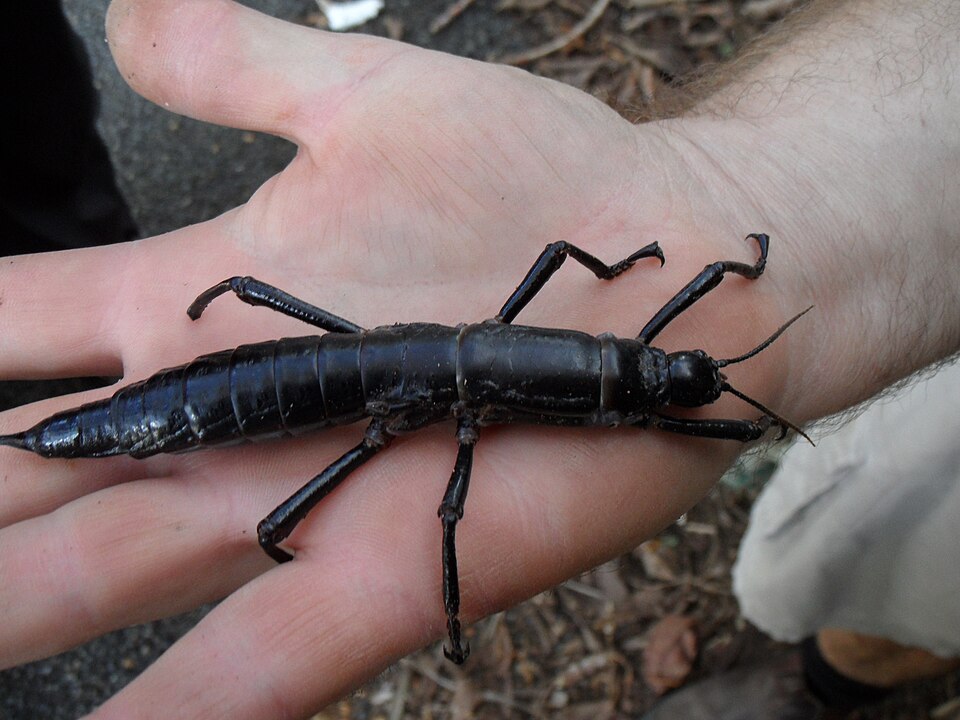 Photo of Lord Howe Island stick insect