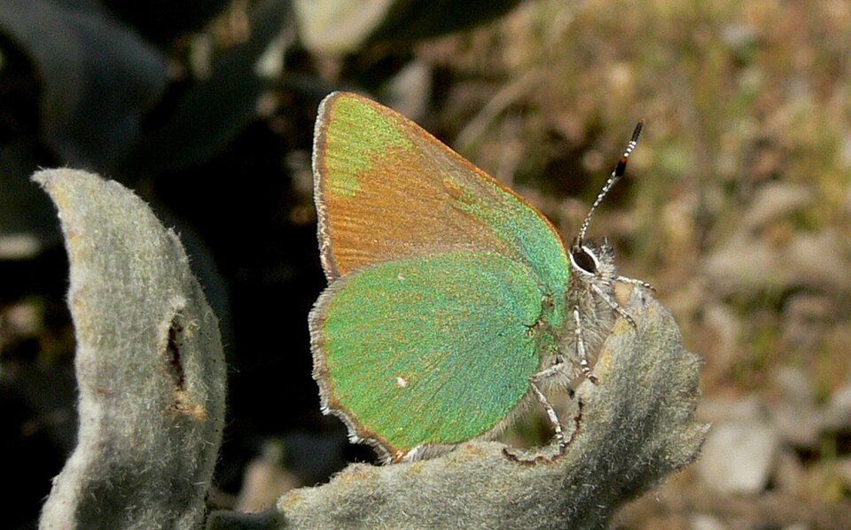 Photo of Lotus hairstreak