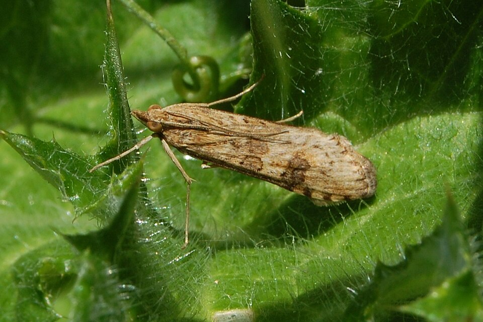 Photo of Lucerne moth