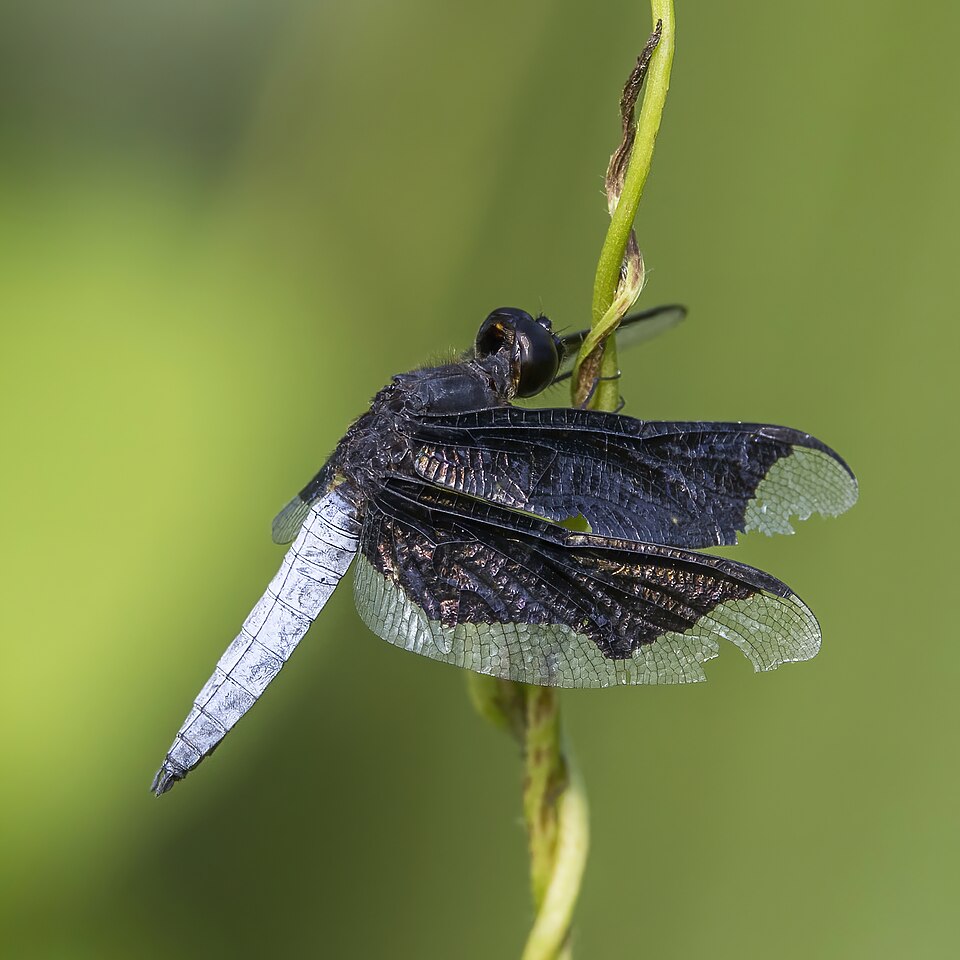 Photo of Lucia widow