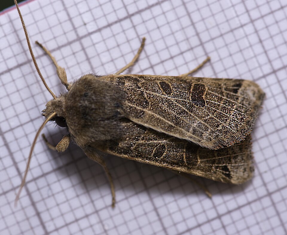 Photo of Lunar underwing