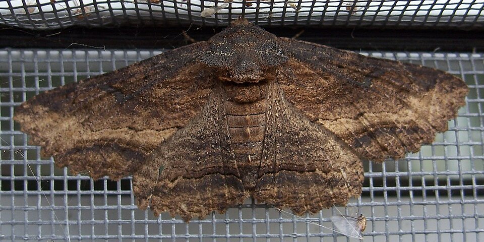 Photo of Lunate zale moth