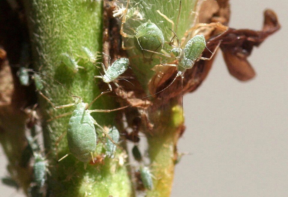 Photo of Lupine aphid
