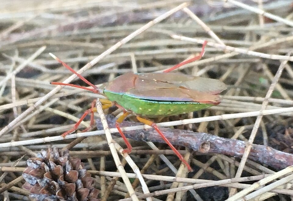 Photo of Lychee stink bug