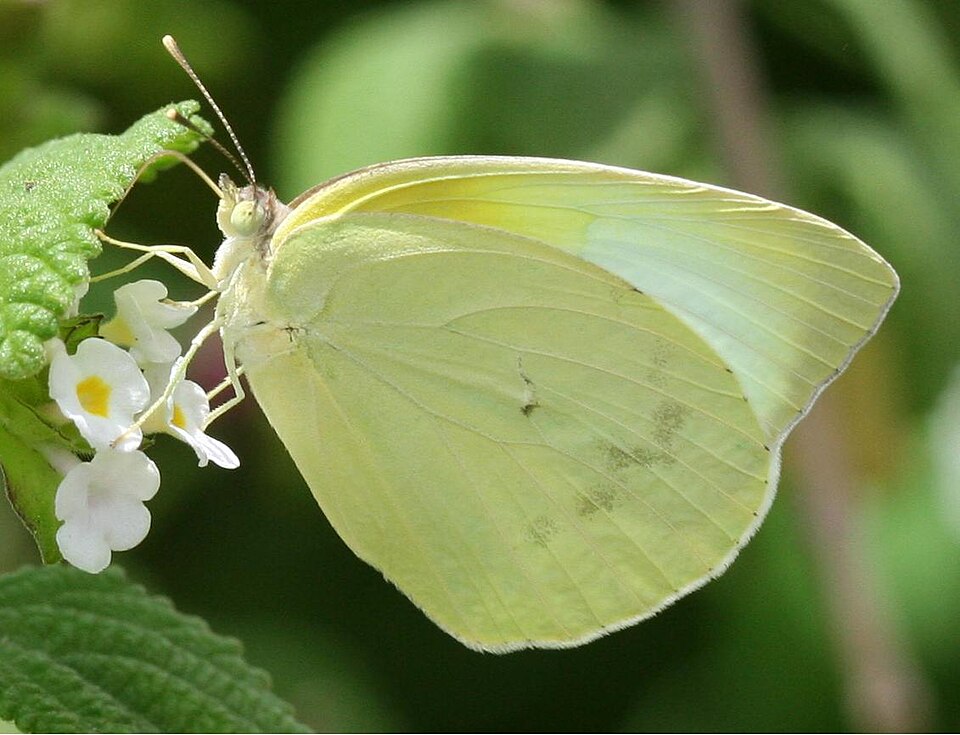 Photo of Lyside sulphur