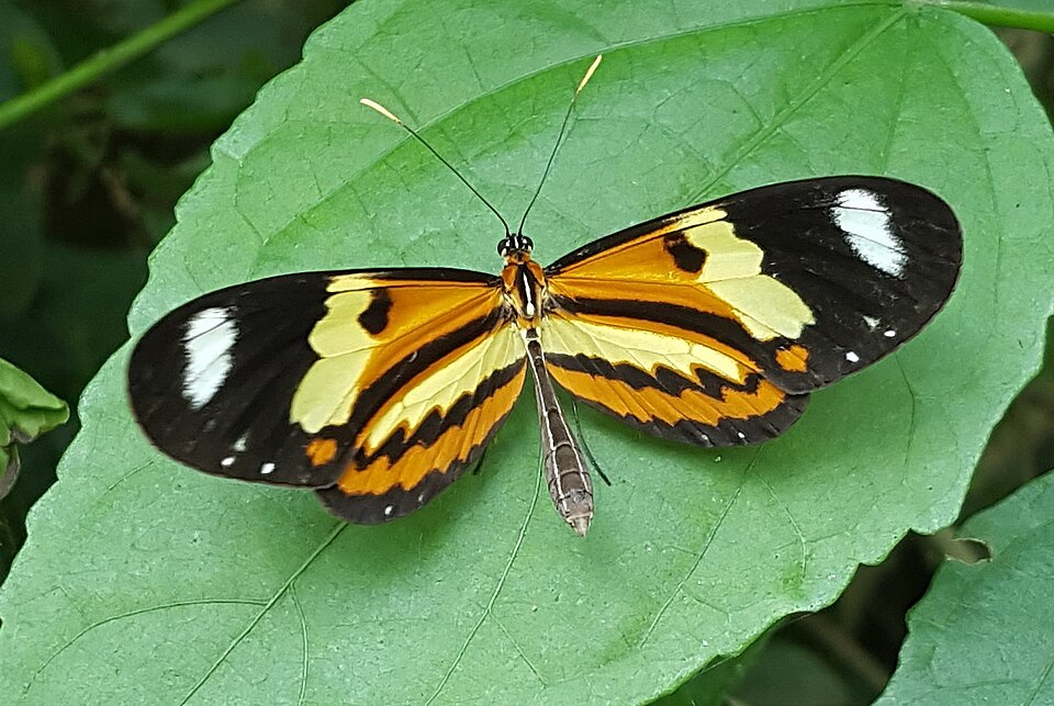 Photo of Lysimnia tigerwing