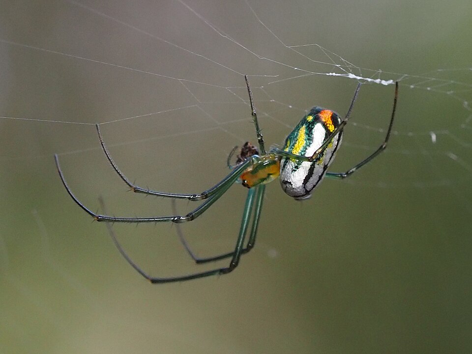 Photo of Mabel orchard orbweaver