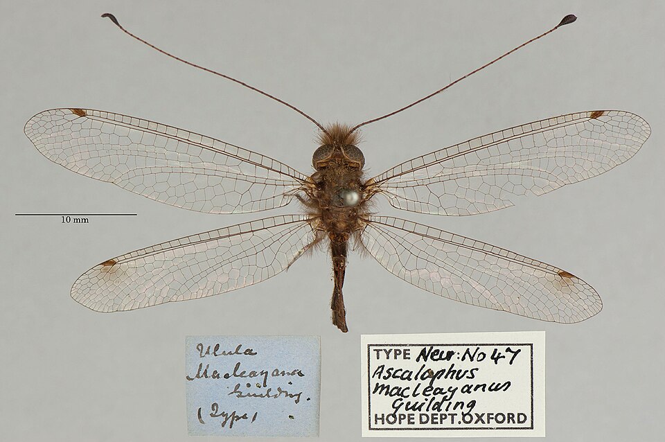 Photo of Macleay's owlfly