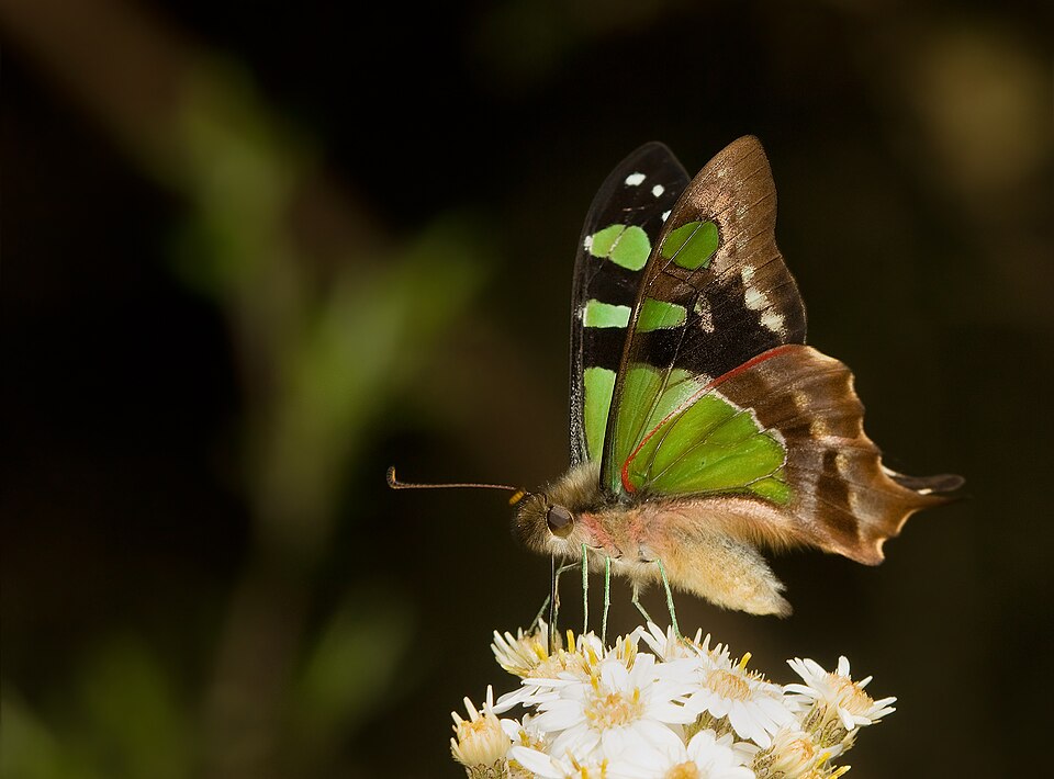 Photo of Macleay's swallowtail
