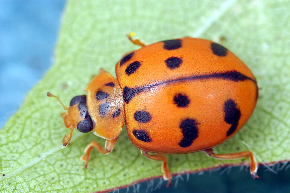 Photo of Maculate ladybird