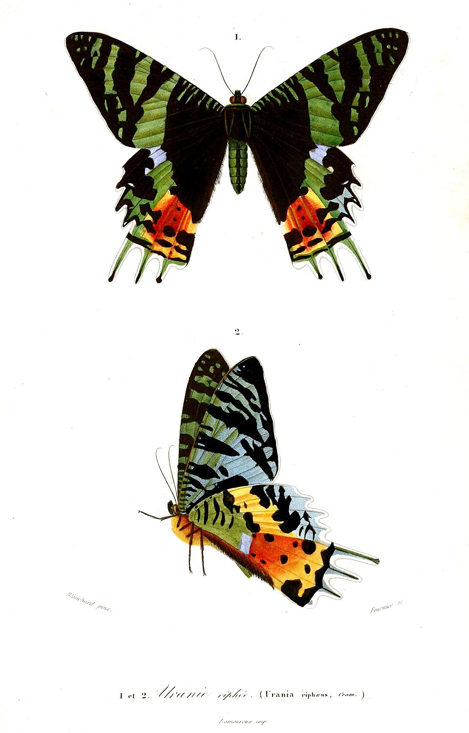 Photo of Madagascan sunset moth