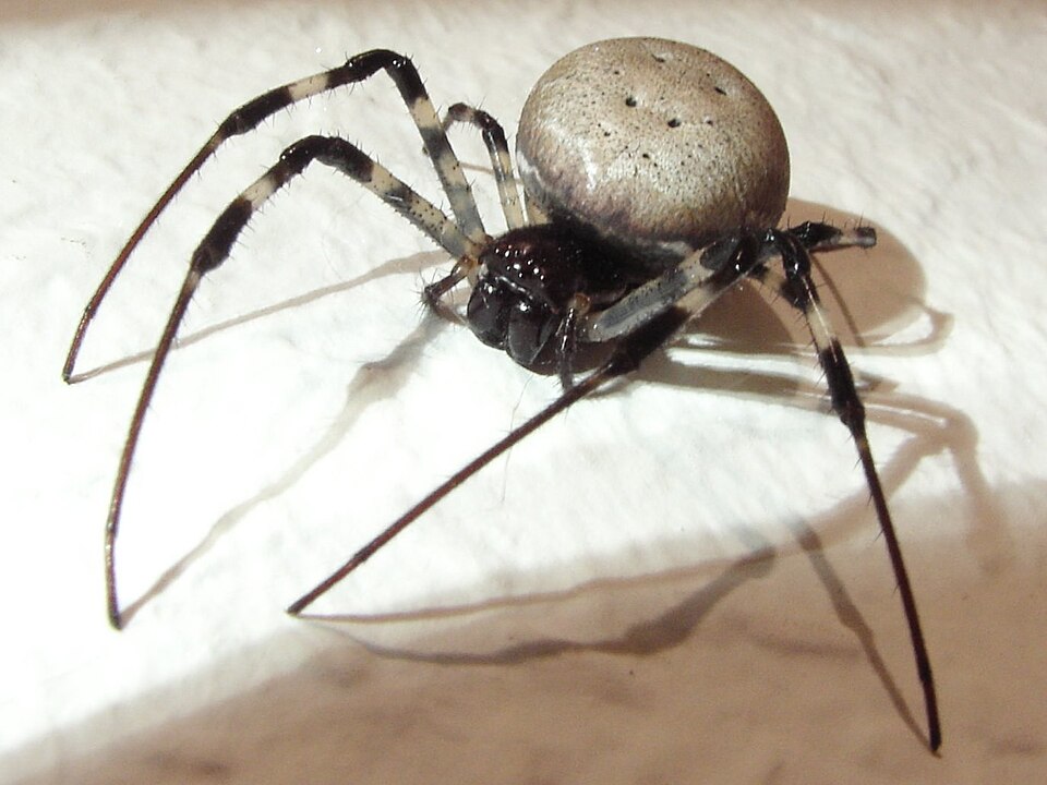 Photo of Madagascar hermit spider