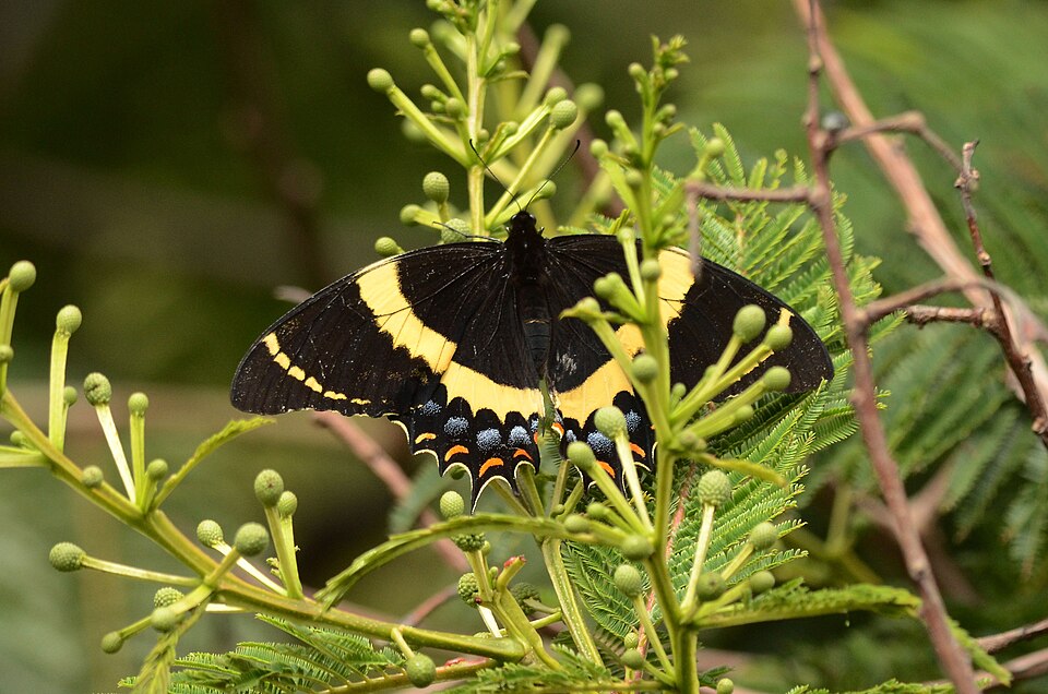 Photo of Magnificent swallowtail