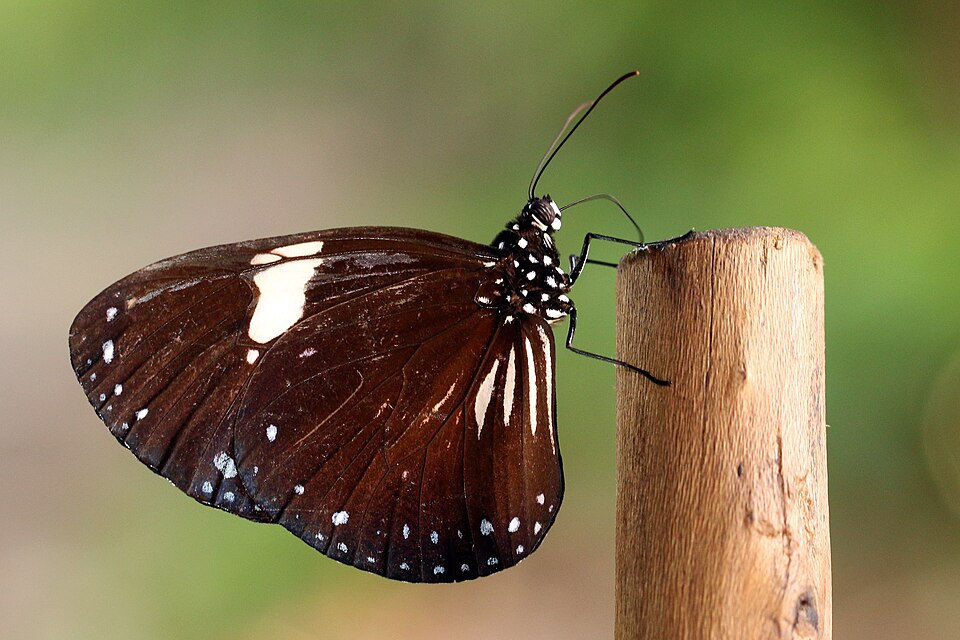Photo of Magpie crow butterfly