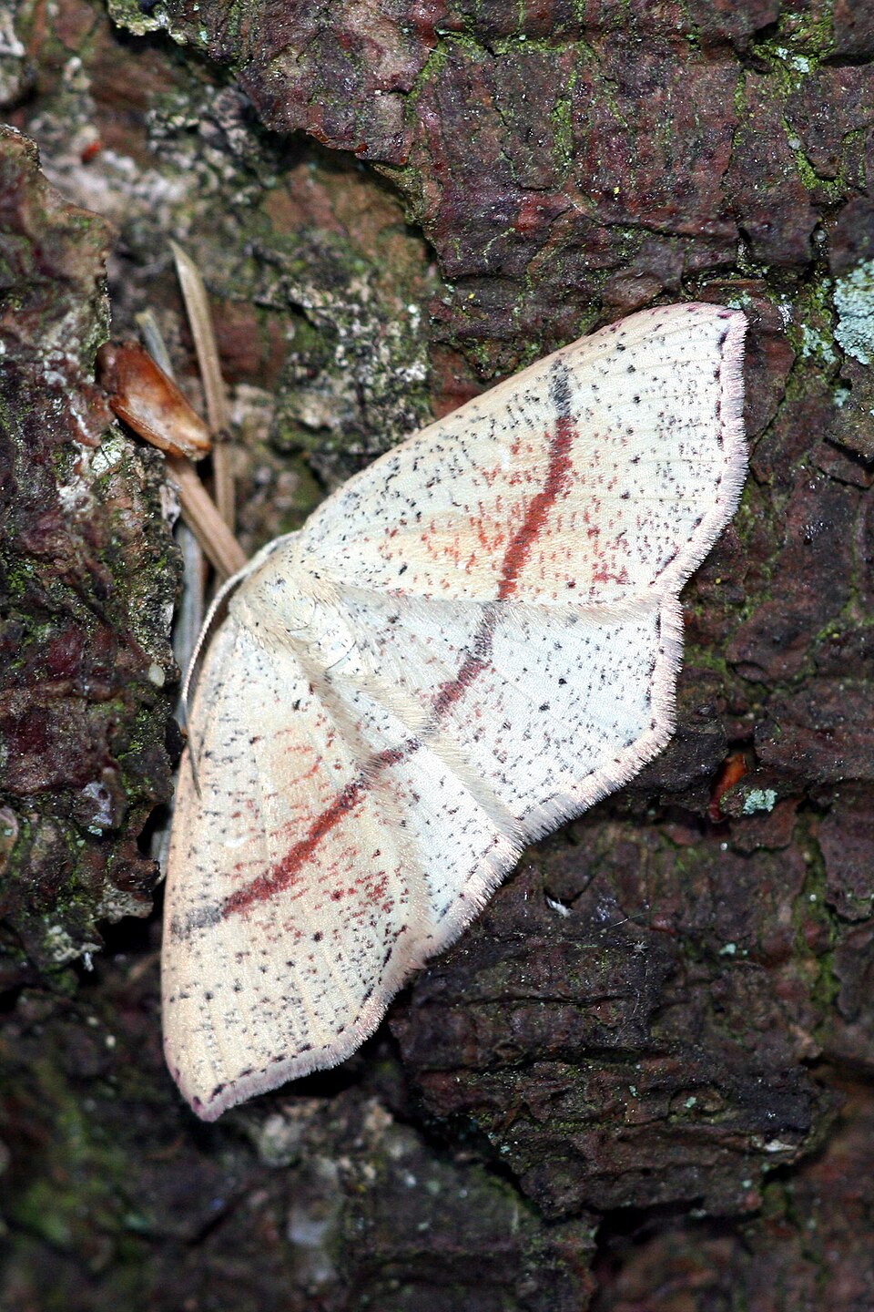 Photo of Maiden's blush