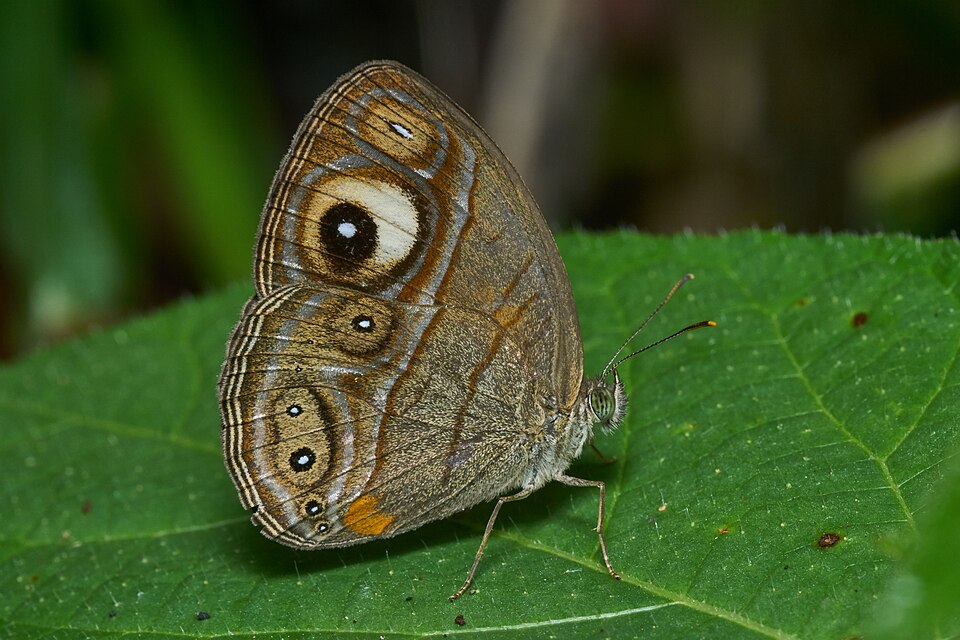 Photo of Malabar glad-eye bushbrown