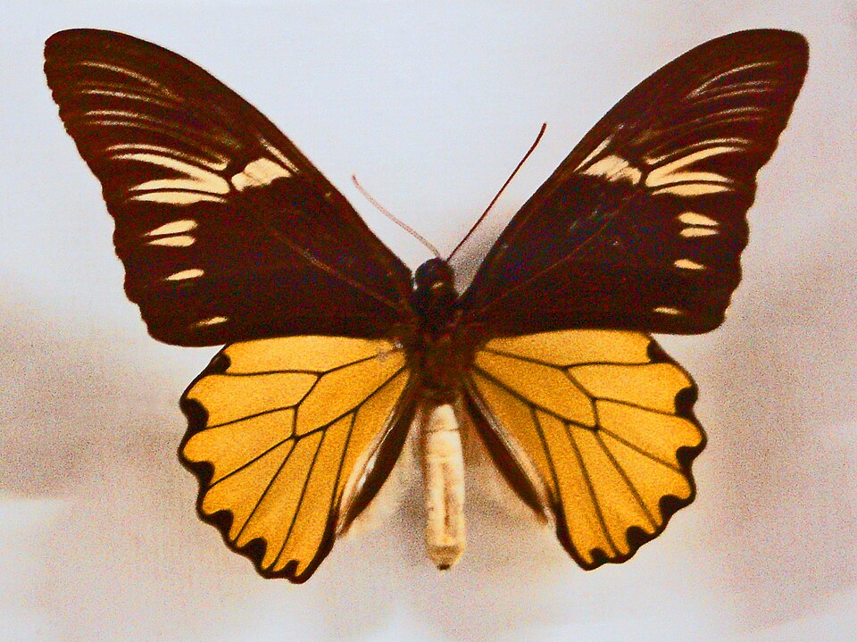 Photo of Malayan birdwing