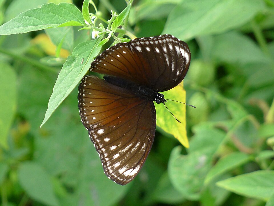 Photo of Malayan eggfly