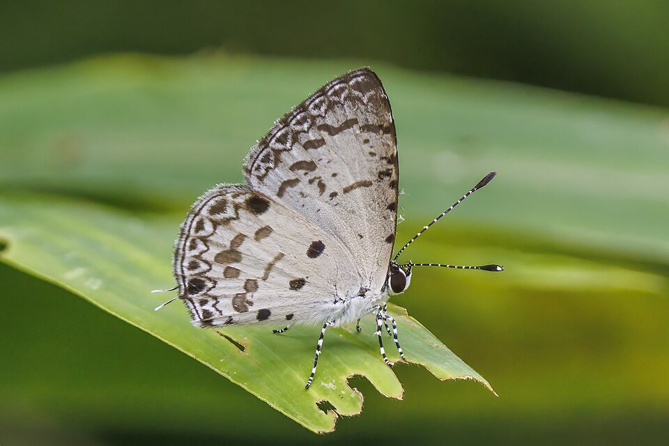 Photo of Malayan
