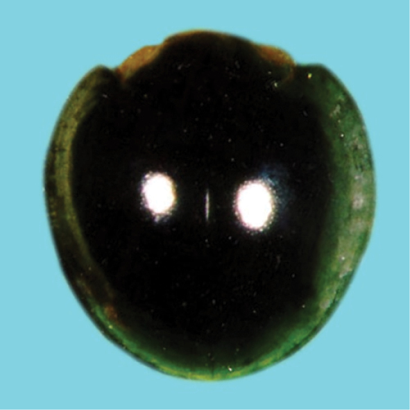 Photo of Malaysian ladybird