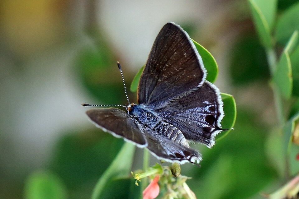 Photo of Mallow scrub-hairstreak