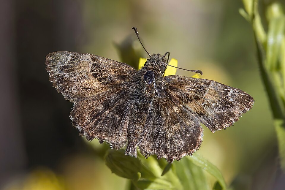 Photo of Mallow skipper