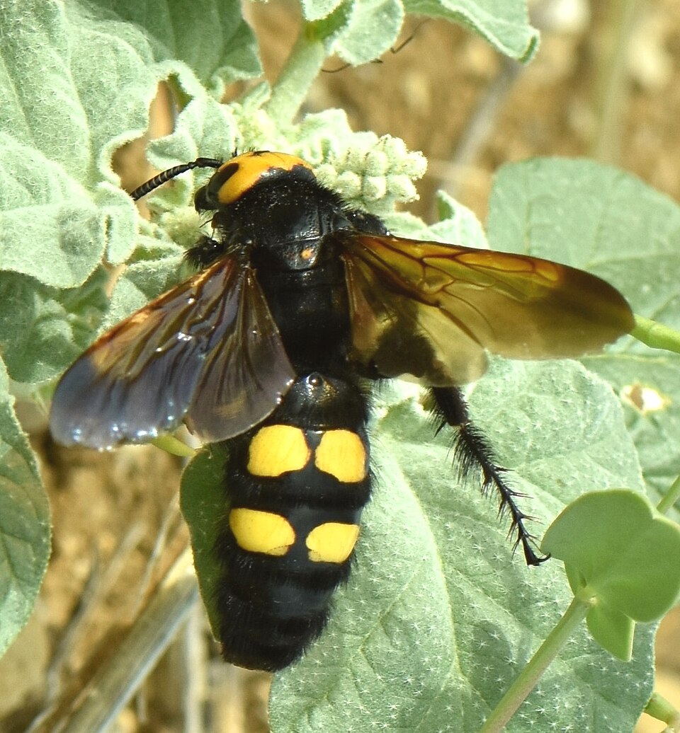 Photo of Mammoth wasp