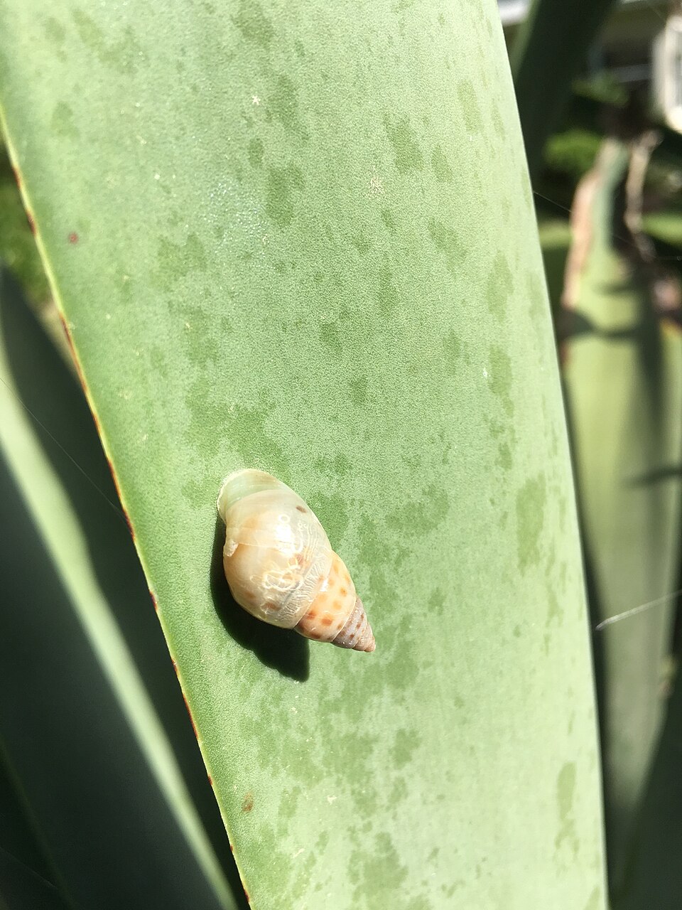 Photo of Manatee treesnail