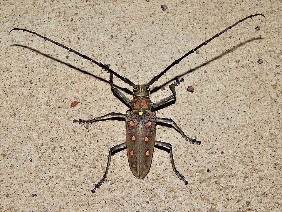Photo of Mango longhorn beetle