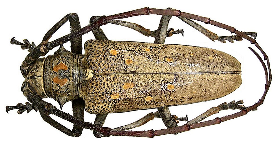 Photo of Mango stem borer