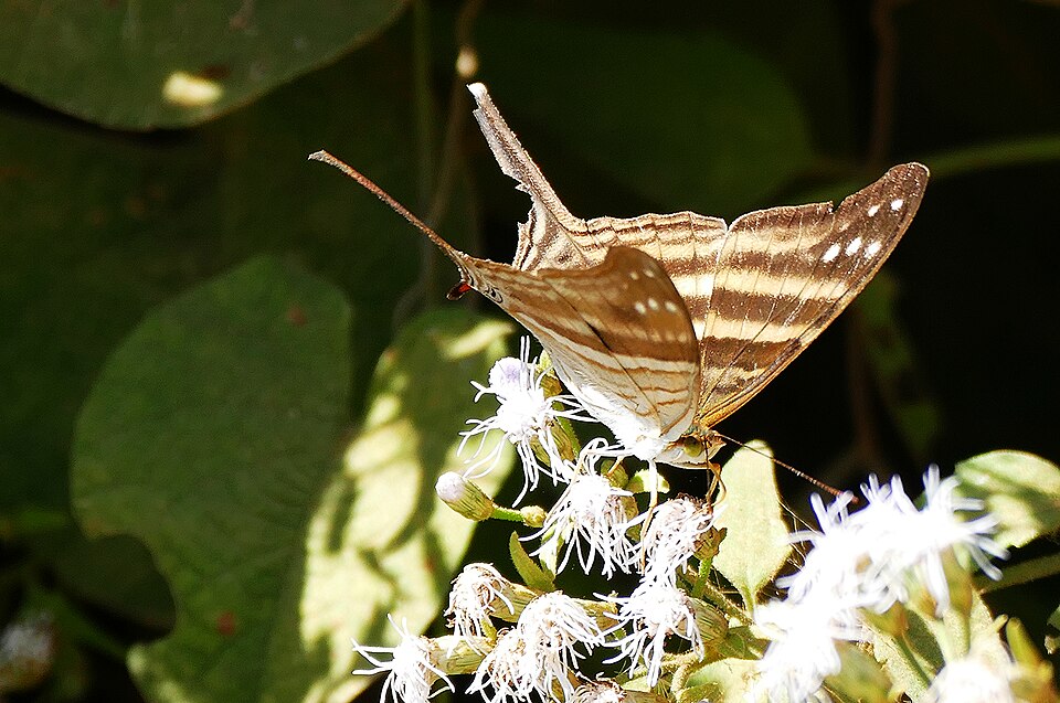 Photo of Many-banded daggerwing