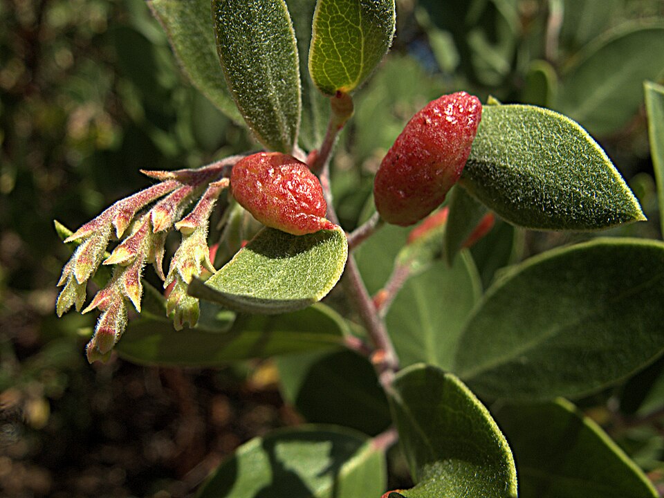 Photo of Manzanita leafgall aphid
