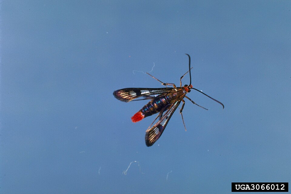 Photo of Maple callus borer moth