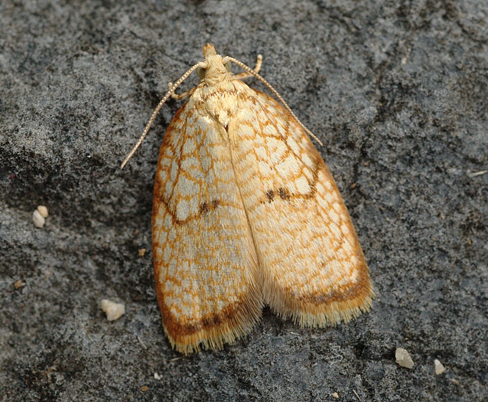 Photo of Maple leaftier moth