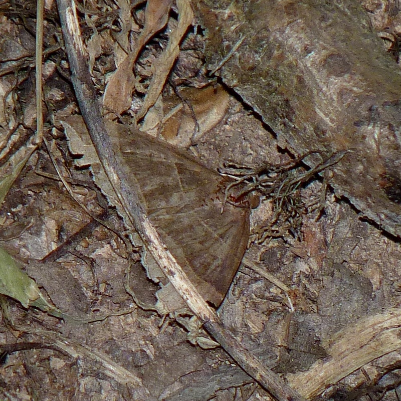 Photo of Maple looper moth