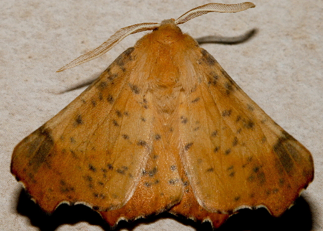 Photo of Maple spanworm moth