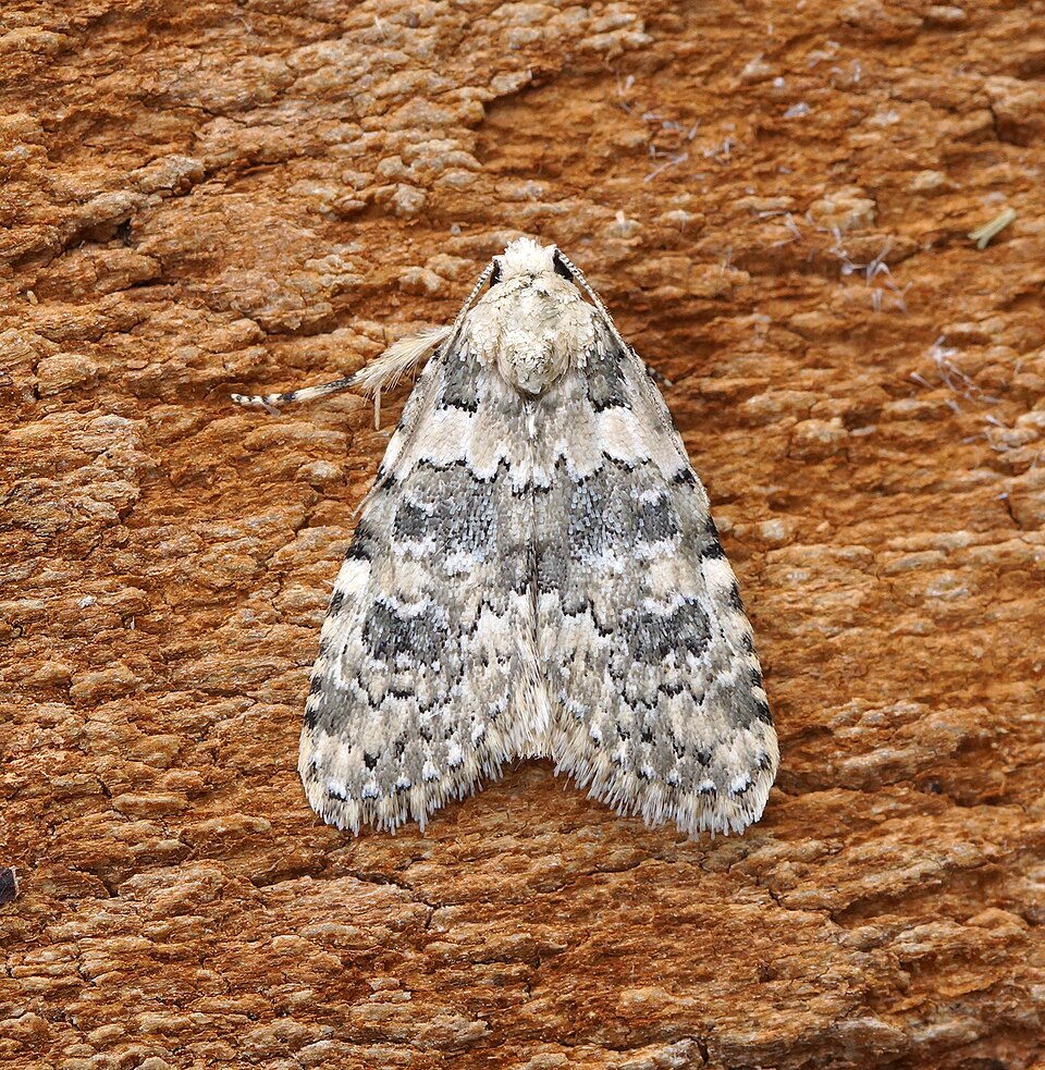 Photo of Marbled beauty