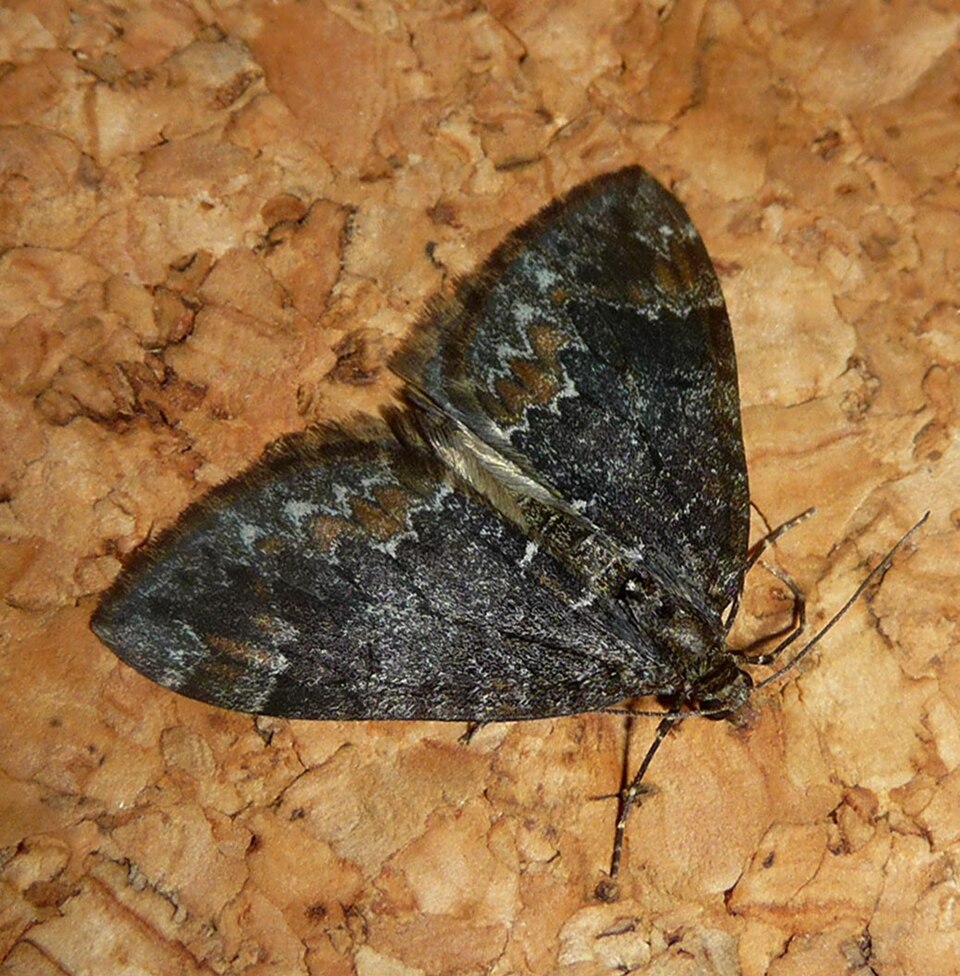 Photo of Marbled carpet moth