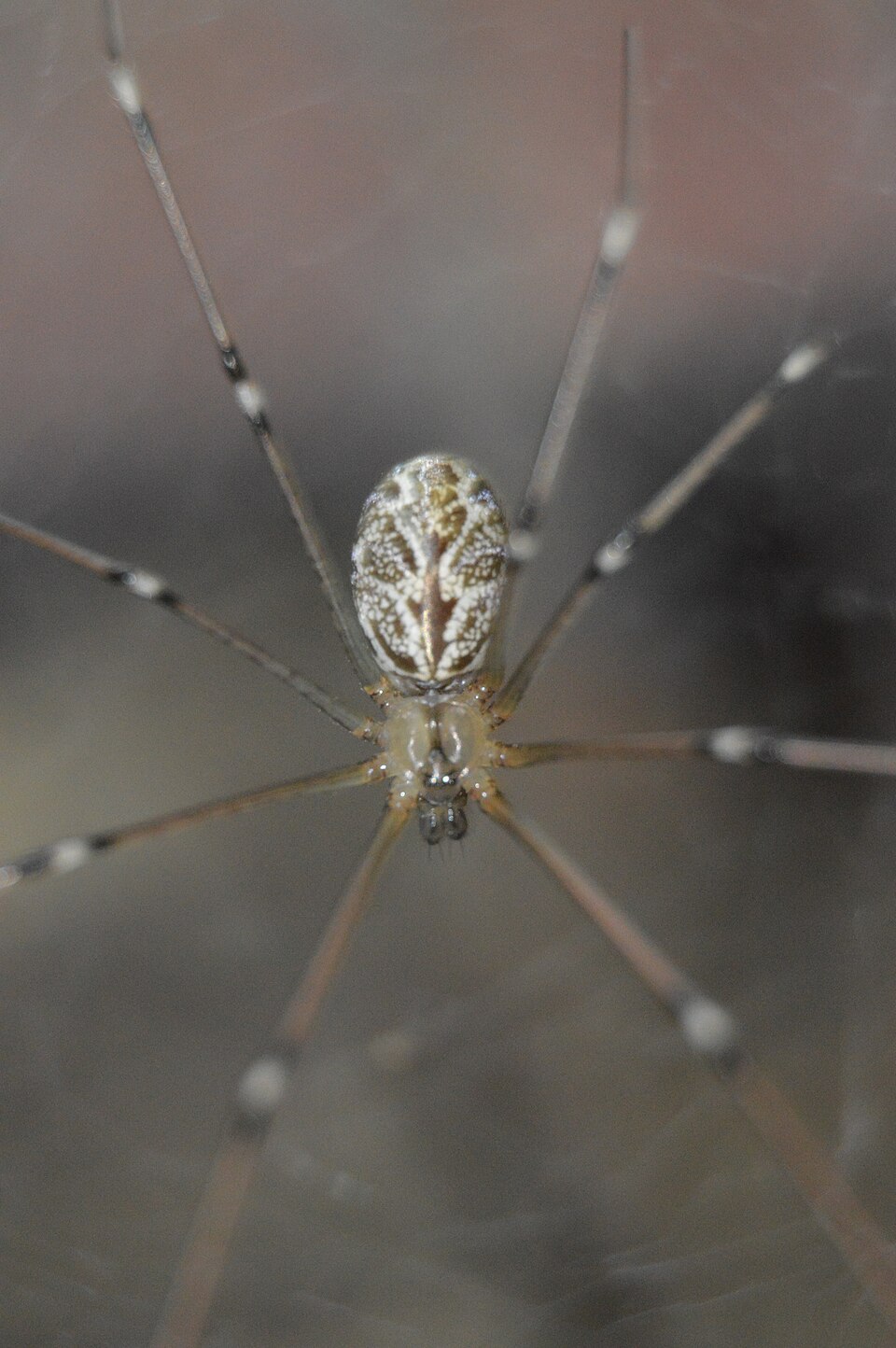 Photo of Marbled cellar spider