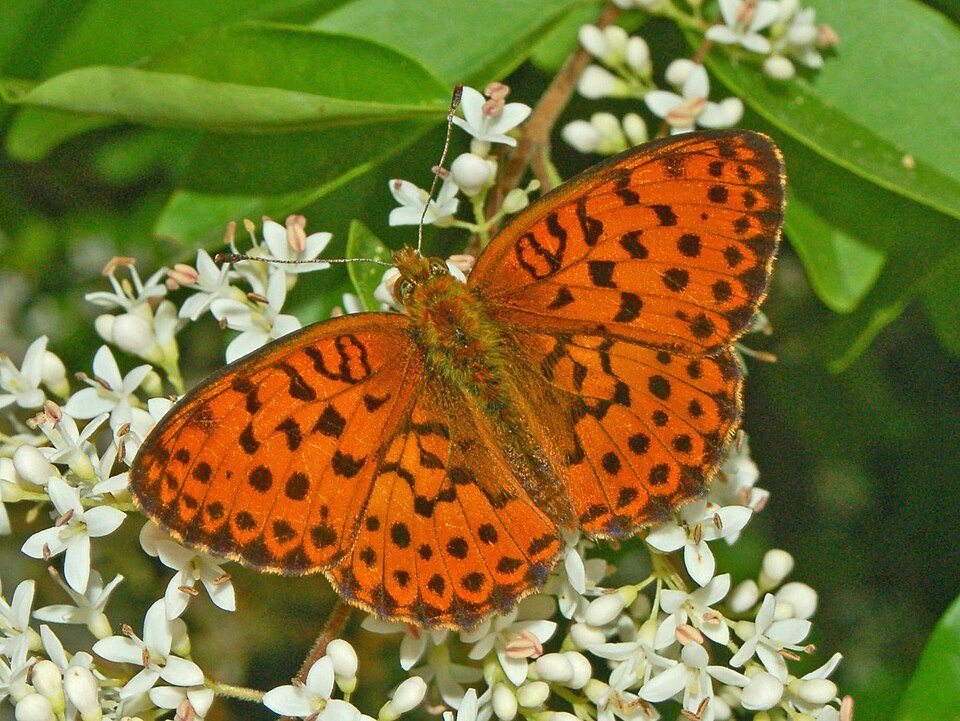 Photo of Marbled fritillary