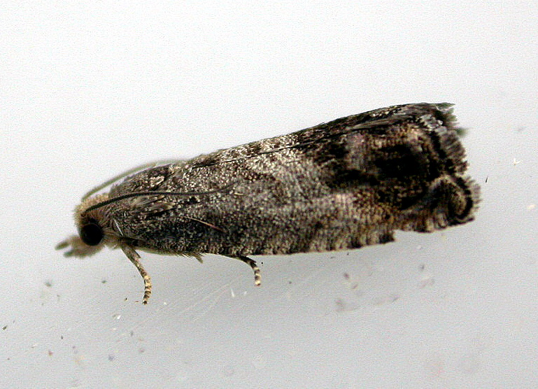 Photo of Marbled piercer