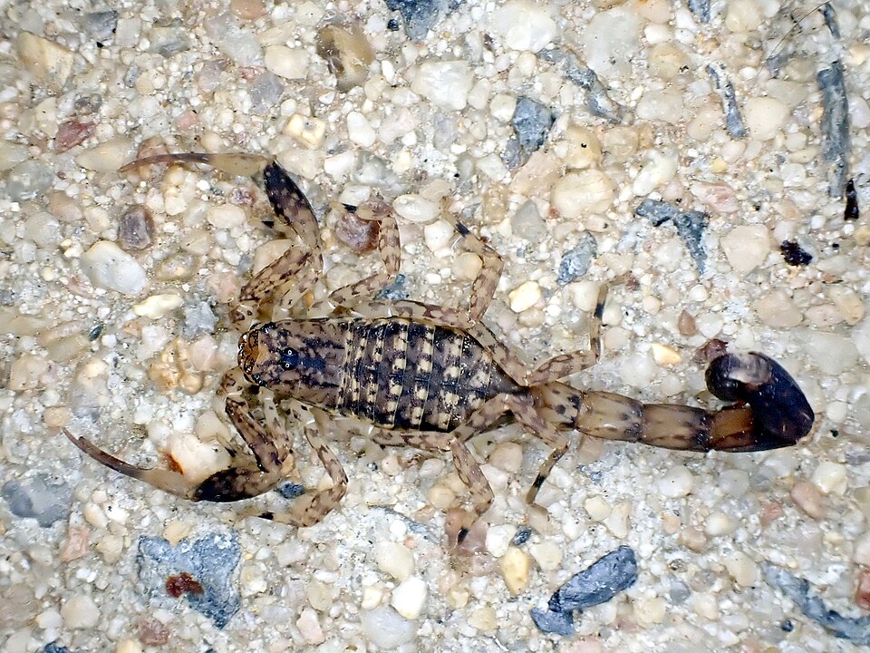 Photo of Marbled scorpion