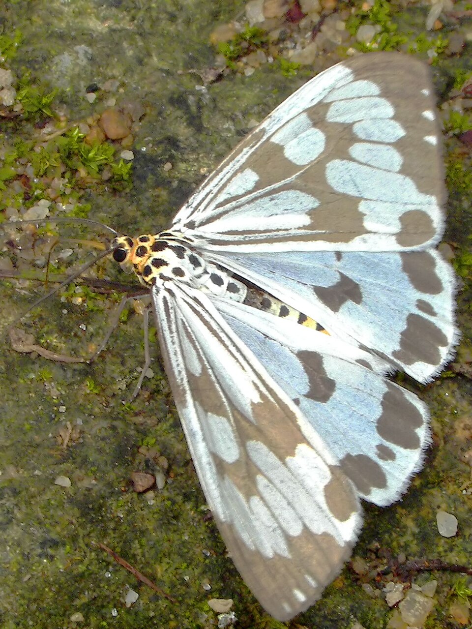 Photo of Marbled white moth